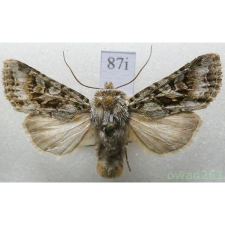 Hada plebeja (Linnaeus, 1761) Czech87i